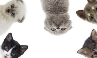 Top 20 chats préférés