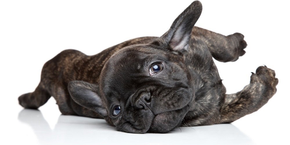 Assurance Bouledogue Francais Preservez Votre Petit Chien Hyperassur