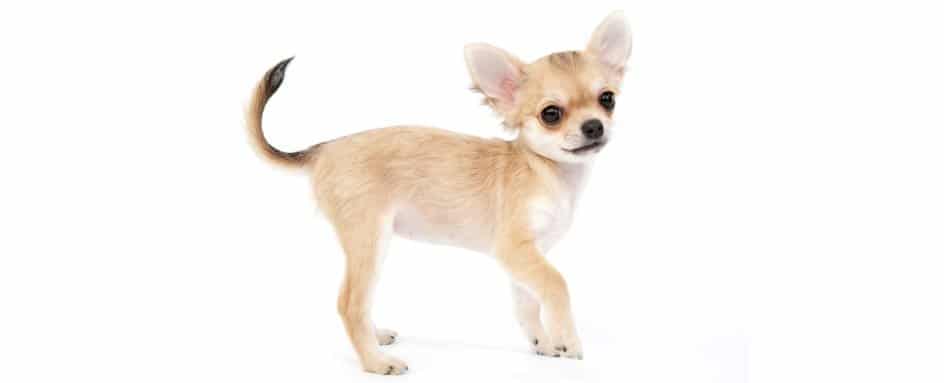 Assurance Chihuahua
