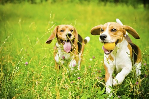Assurance Beagle