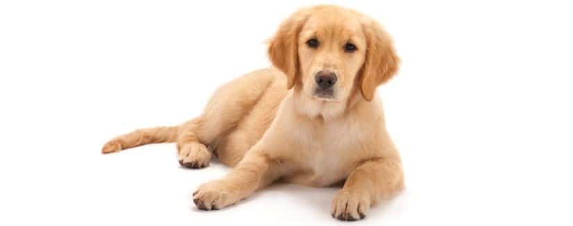Assurance Golden Retriever