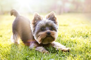 Assurance Yorkshire Terrier