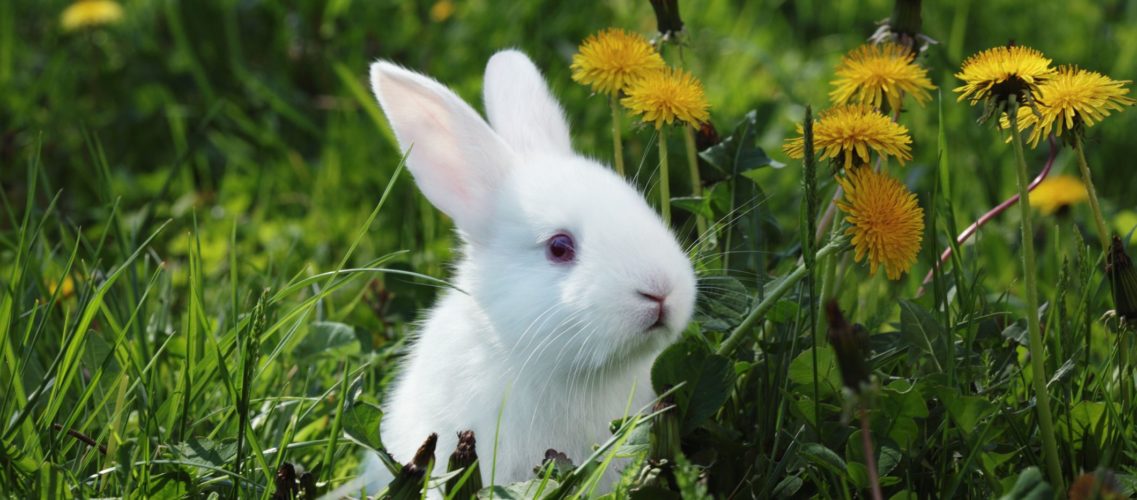 Assurance lapin
