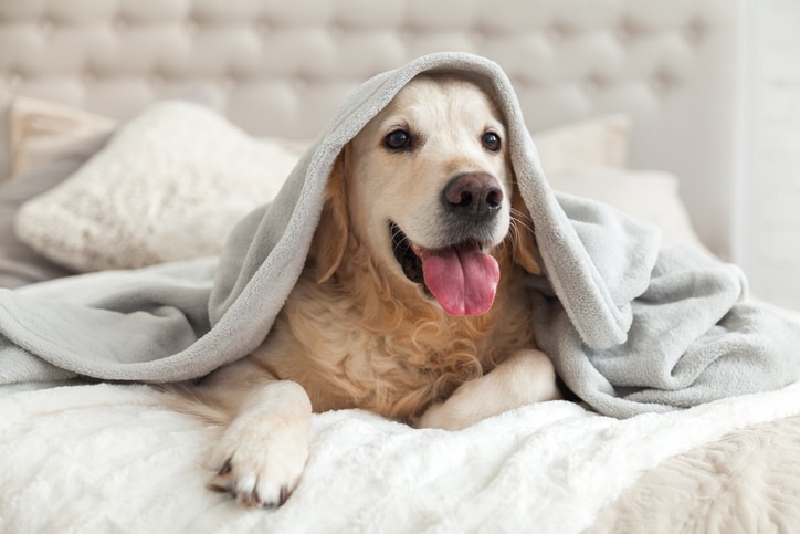 couverture mutuelle chien