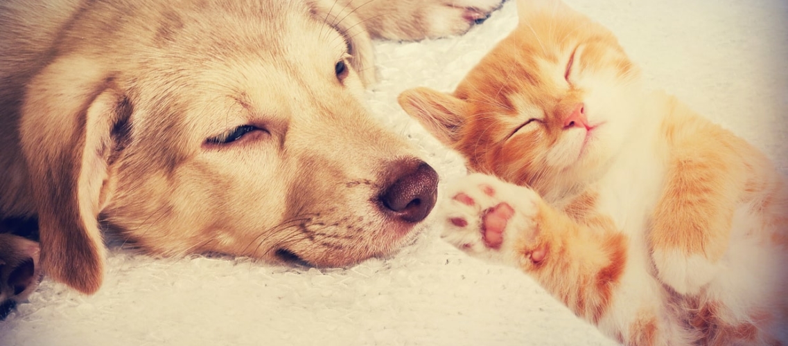Comparateur D Assurance Chien Chat Et Nac Hyperassur Comparateur D Assurance Chien Chat Et Nac Hyperassur