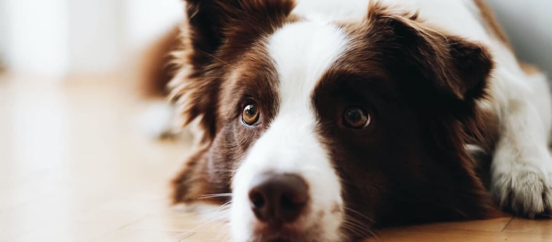 Et chat chien assurance Assurance chien