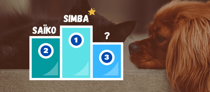 Classement Les Noms Les Plus Donnes Aux Chiens Et Chats