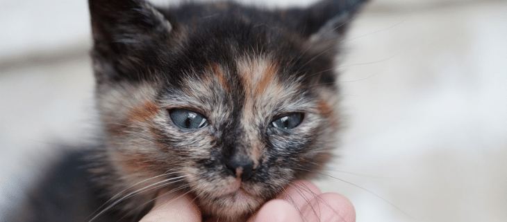 Coryza Chat Prevention Symptomes Et Traitement