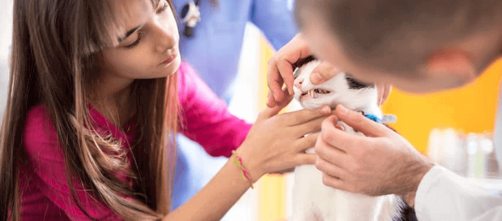 Fibrosarcome Du Chat Que Rembourse L Assurance Animaux Fibrosarcome Du Chat Que Rembourse L Assurance Animaux