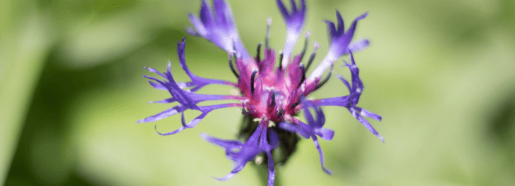 phytothérapie rhumatisme