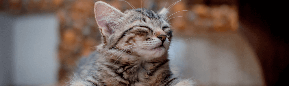 european shorthair est la race de chat préférée des Français d'après Hyperassur