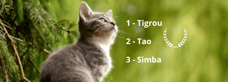 prenoms de chats en T - 2022 - Hyperassur