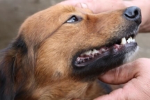 chien mordeur assuranc