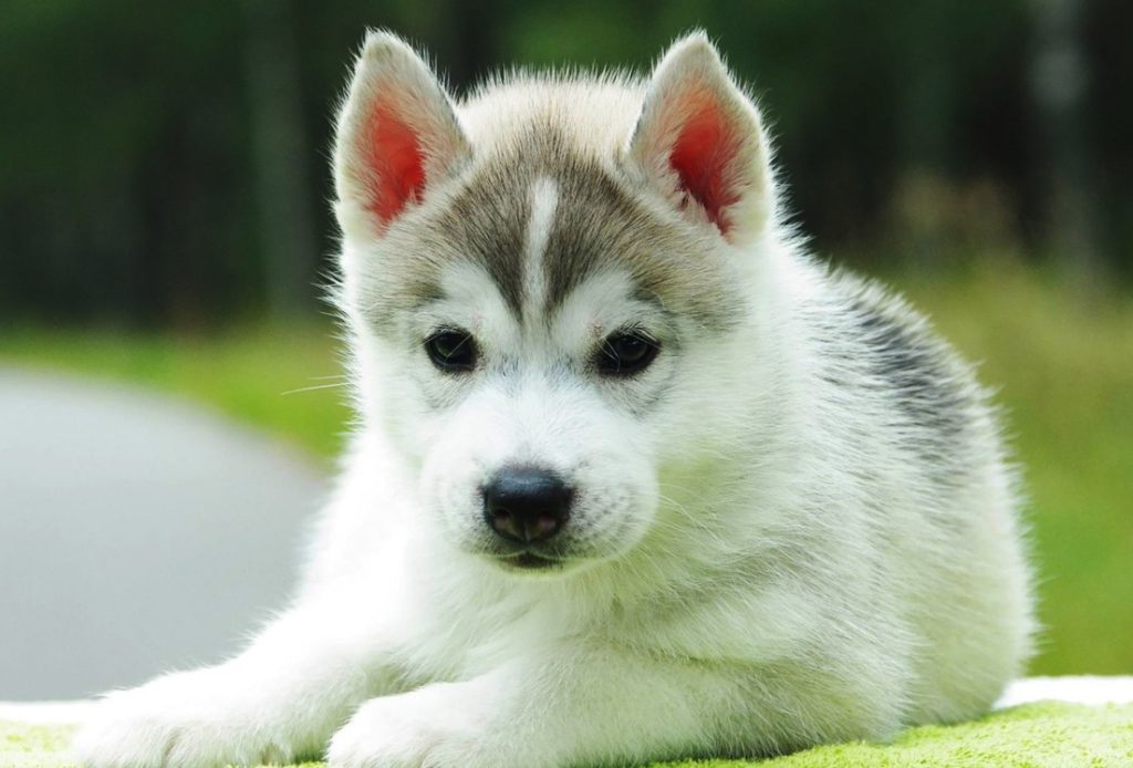 Comment éduquer un chien ?