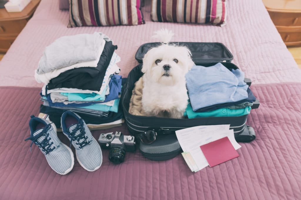 Nos conseils pour voyager avec son animal de compagnie