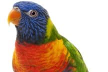 assurance pour votre perroquet