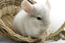 assurance chinchilla
