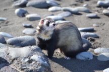 assurance furet