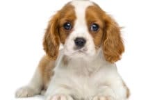 exclusions d'assurance animaux
