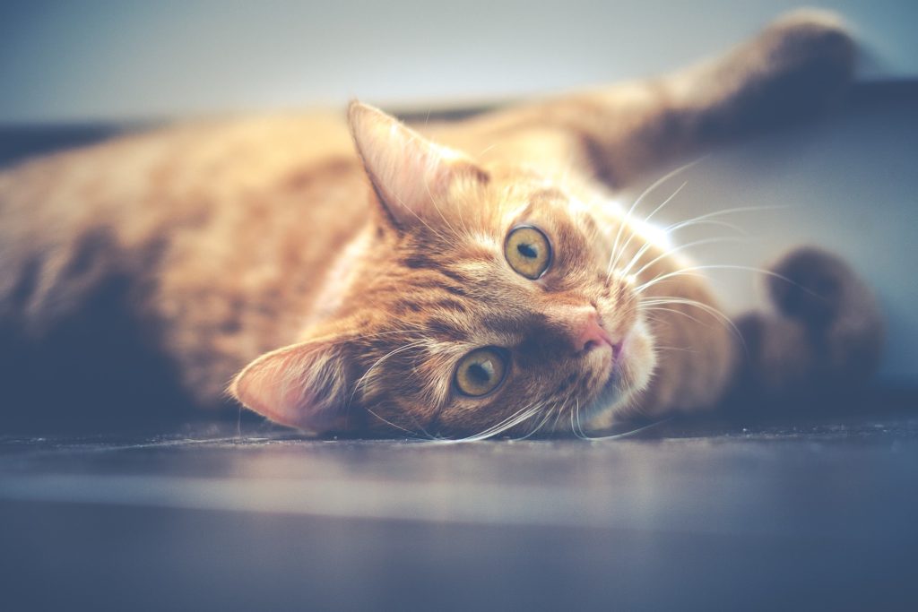 Baromètre Hyperassur 2017 de l’assurance santé des animaux