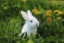 Assurance lapin