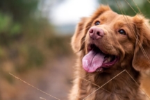 Assurance chien sans franchise
