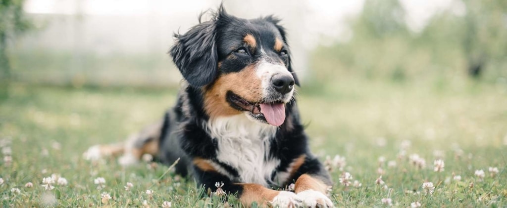 Les Français et leurs animaux de compagnie