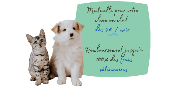 adopter un chiot ou un chaton et souscrire mutuelle