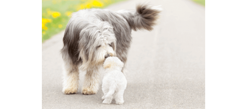 bien choisir race de chien