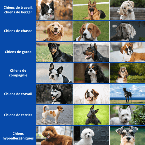 quel chien choisir ? les différentes races