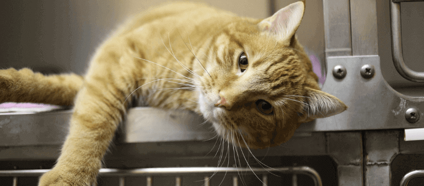 remboursement vétérinaire sans assurance