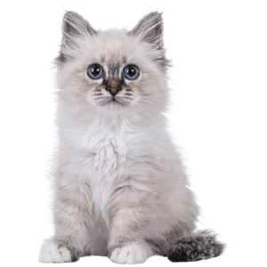 assurance chat hyperassur