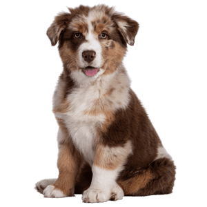 assurance chien hyperassur