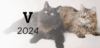 noms chat en V - 2024