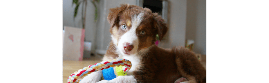 noms chien en B