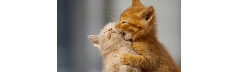 noms de chats 2026