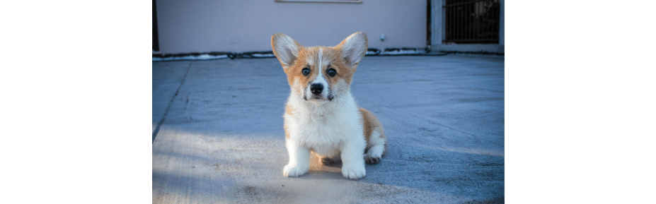 prenoms chien en B